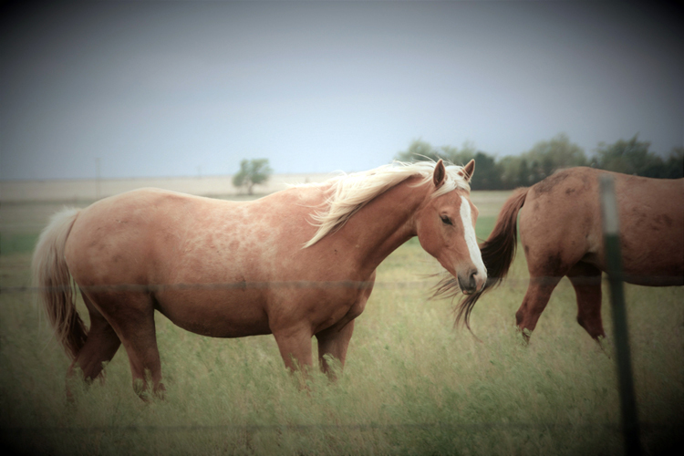 horses